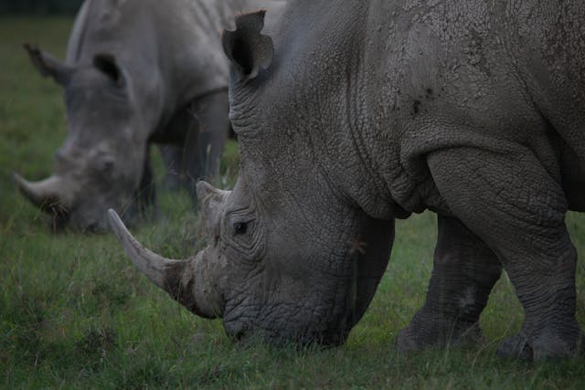 Ol Pejeta & Sweetwaters Day Tour